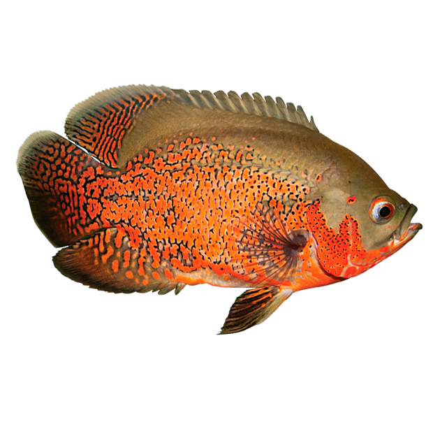 Imagem do peixe Oscar